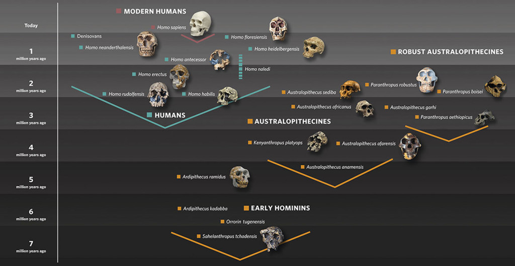 human-evolution-family-tree-with-skulls-graphic-hero