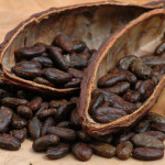 kakao-cekirdegi