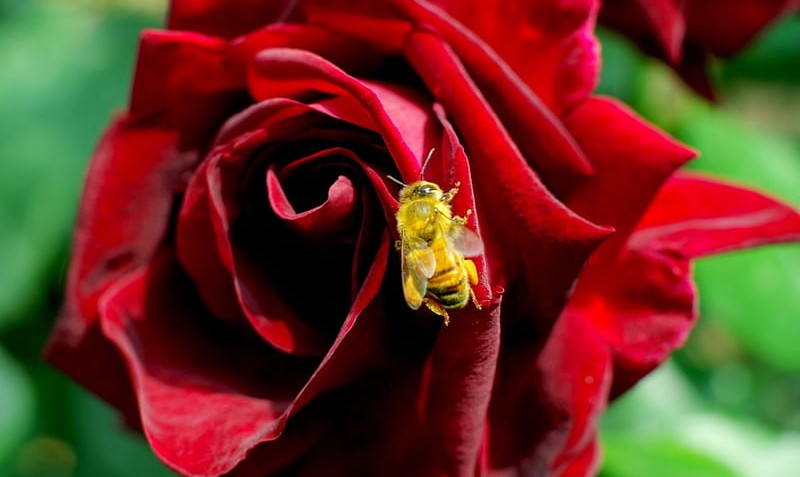 HD-wallpaper-honey-bee-red-rose-bee-rose-honeybee