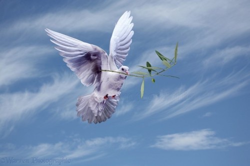 resized_501f3-d8d4c89czeytin